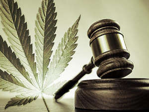 Cannabis business liability insurance