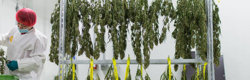 Cannabis business with marijuana plants