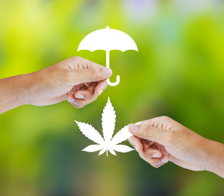Cannabis covered by insurance umbrella