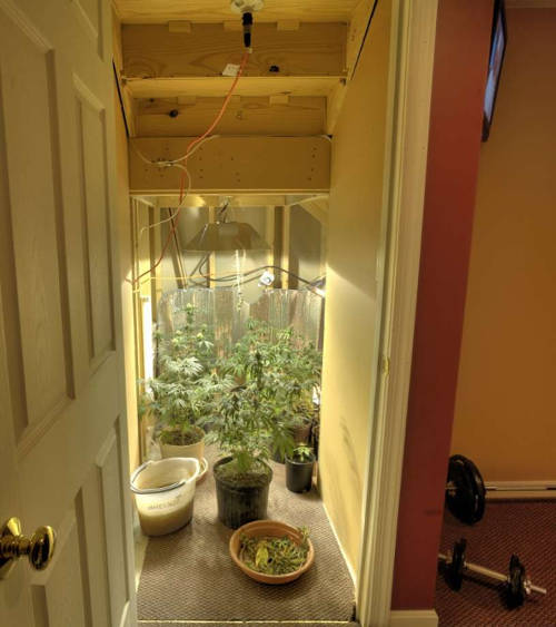 Cannabis plants growing in home closet