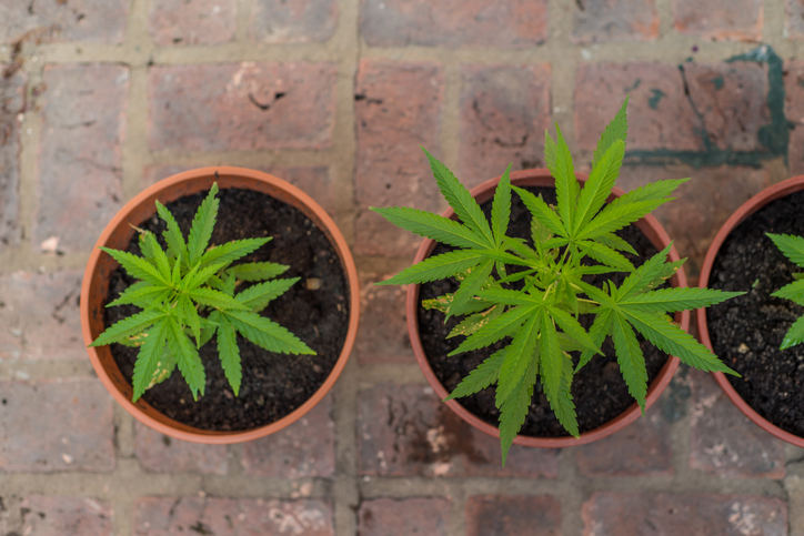 Cannabis plants home insurance